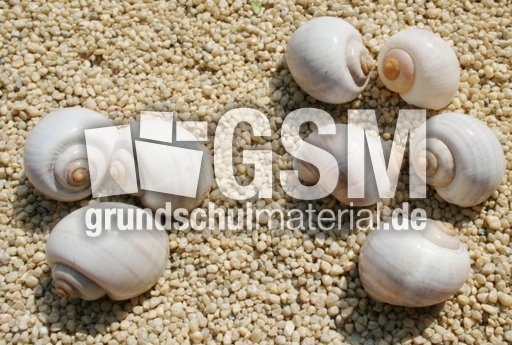 Schneckenhäuser-3+5.jpg
